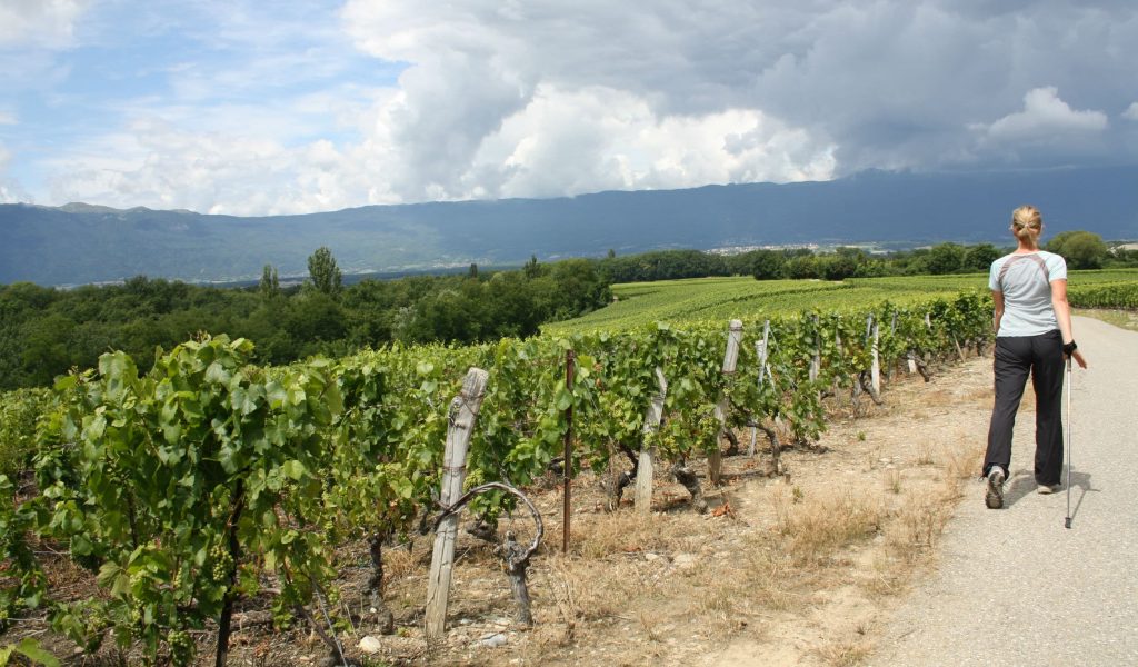 Vignes-de-Soral-2012